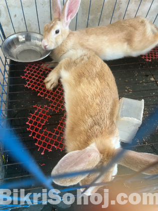 Rabbit